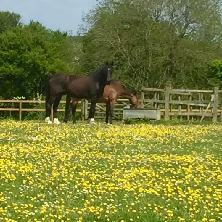 Horses in the buttercups