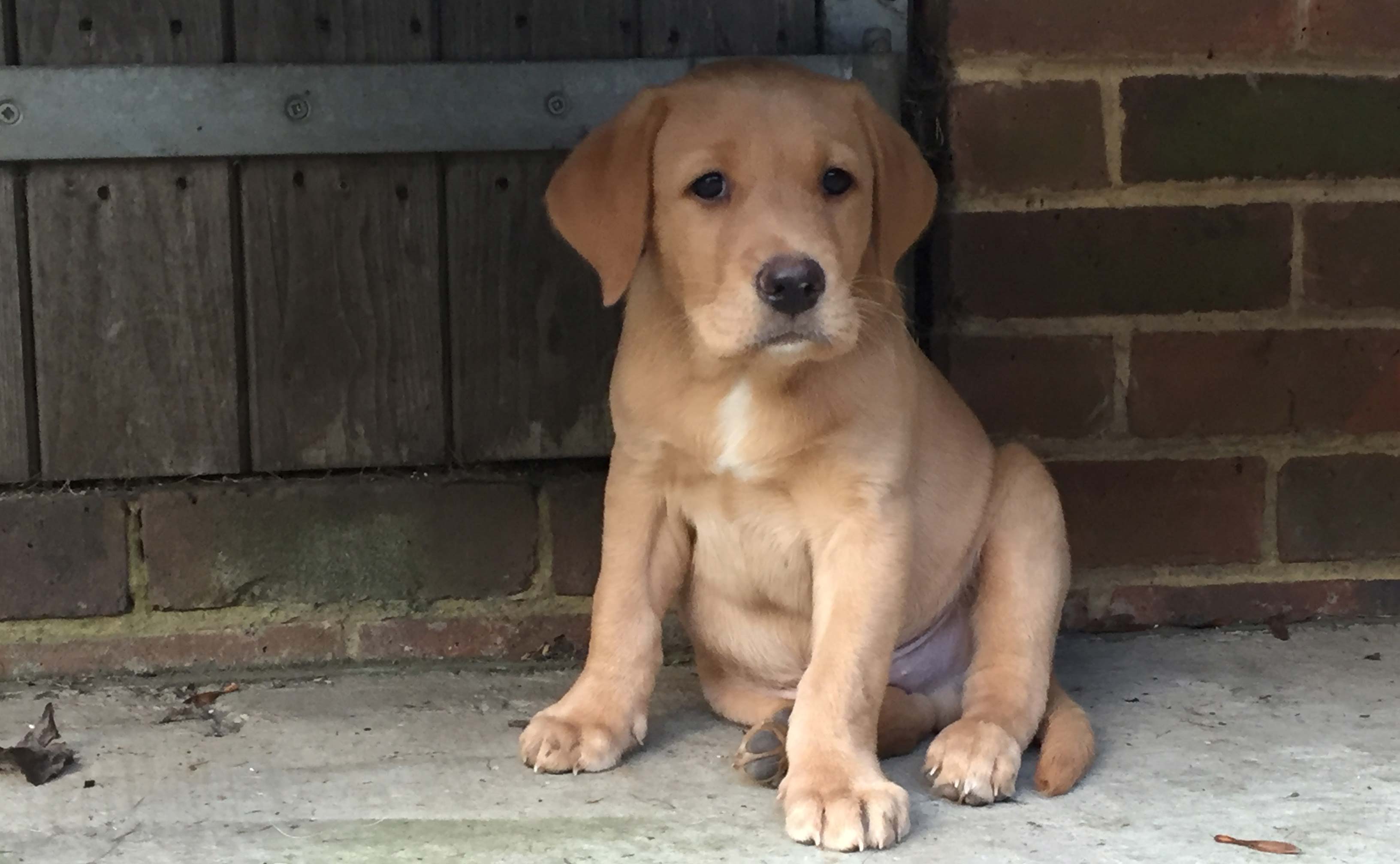 Labrador Puppy at Shillingridge