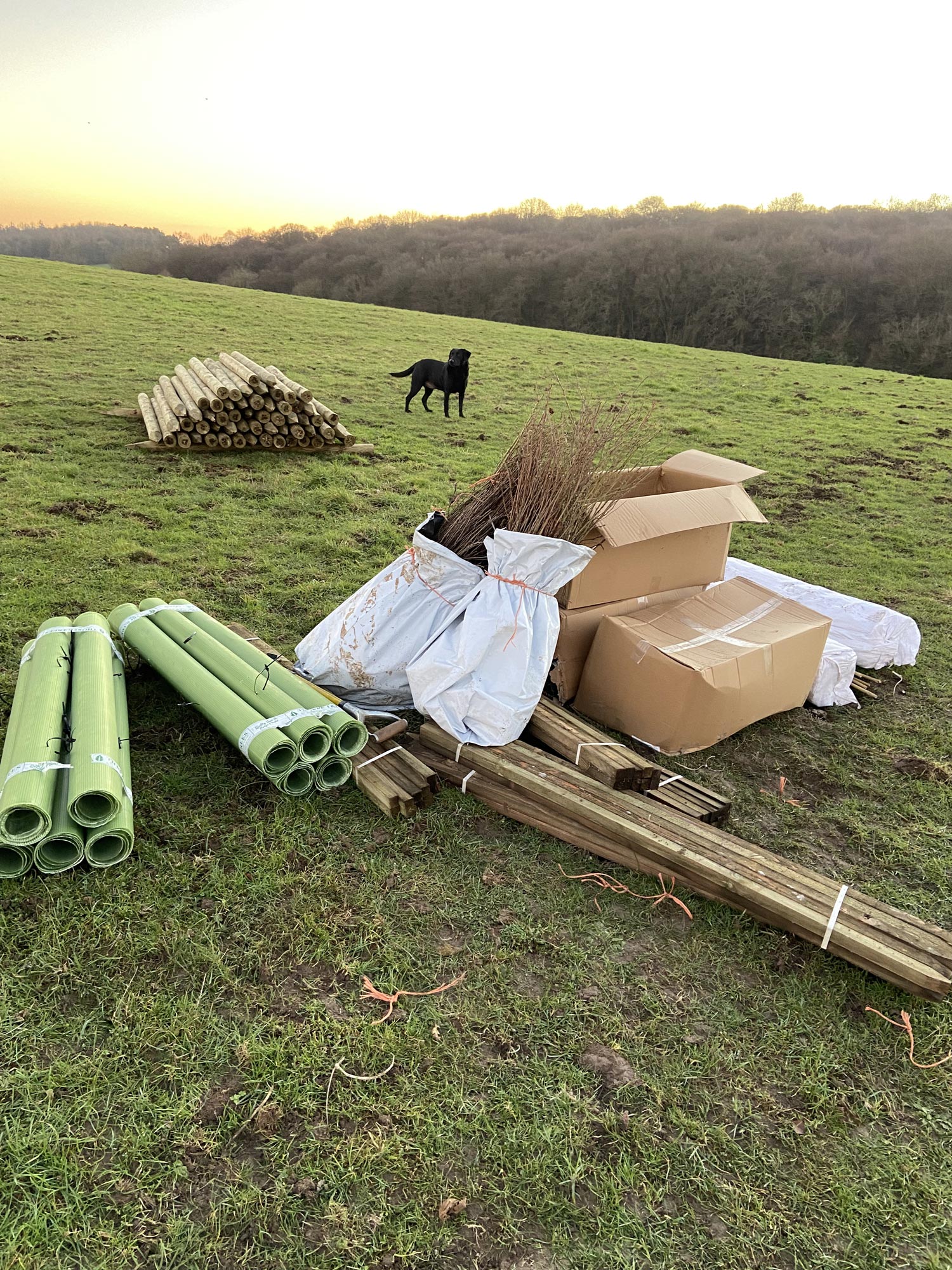 Planting new hedgerow at Shillingridge Glamping in Marlow