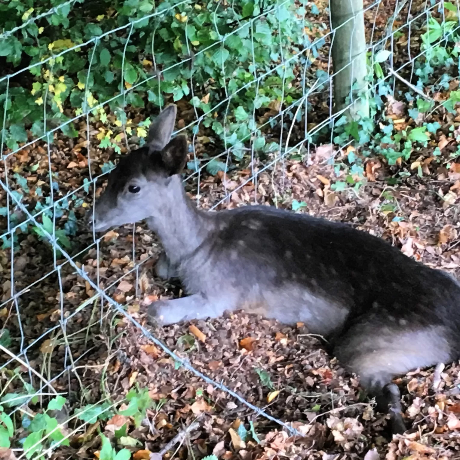 Black Fallow Deer at Shillingridge Glamping