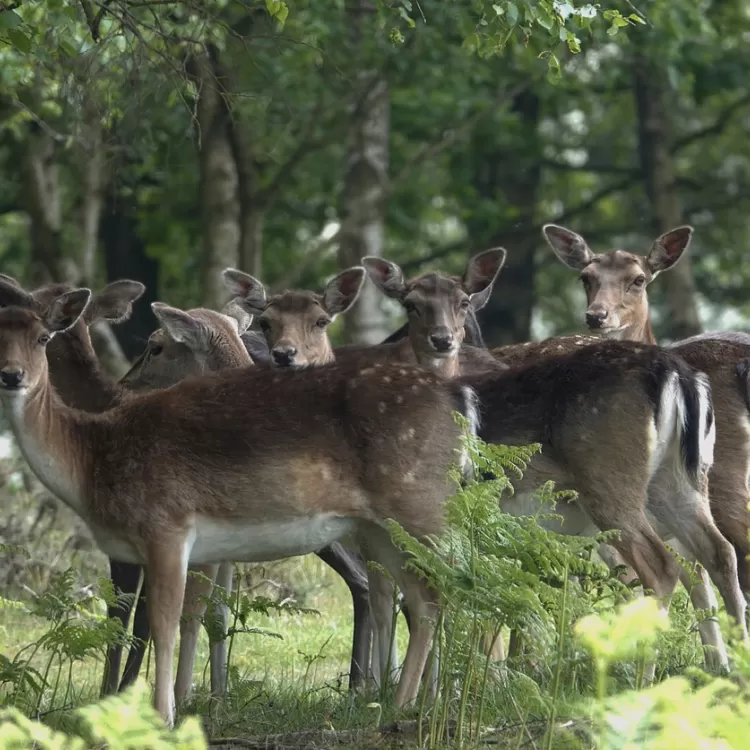 Fallow Dear Roaming Thumbnail
