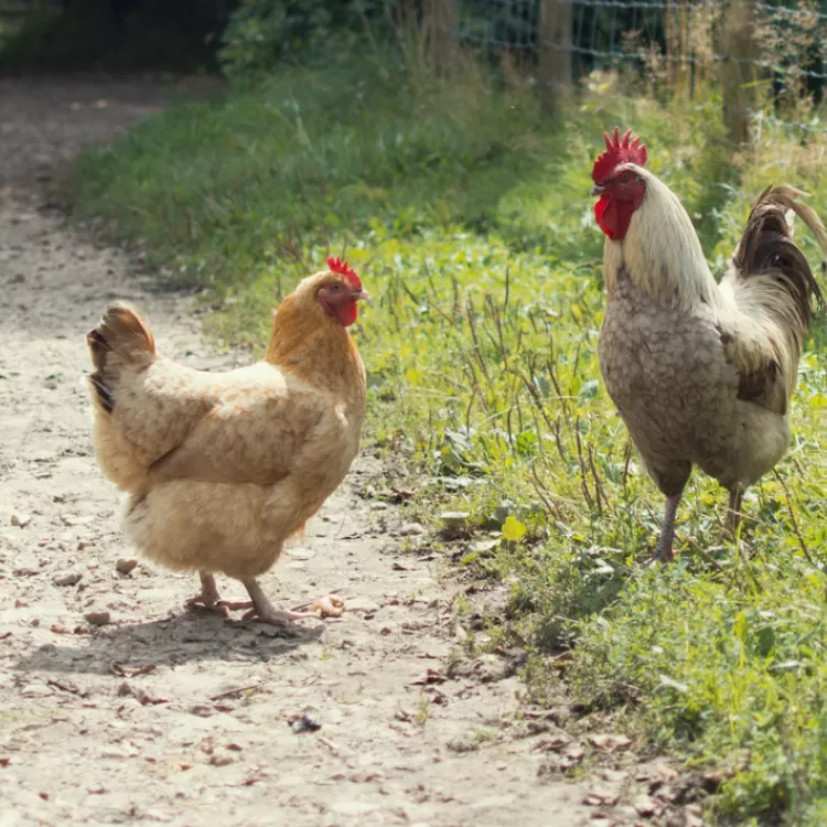 Chickens Thumbnail