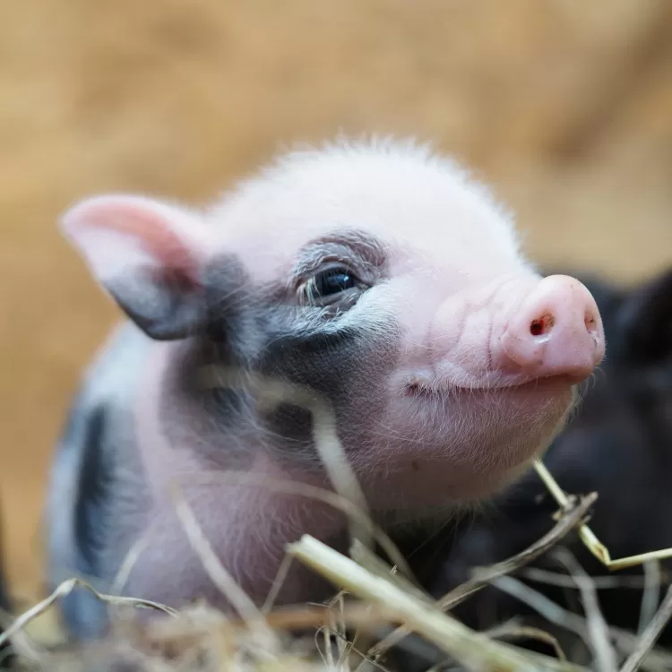 Piglet at Animal Farm