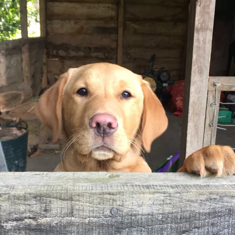 Labrador Puppy at Shillingridge