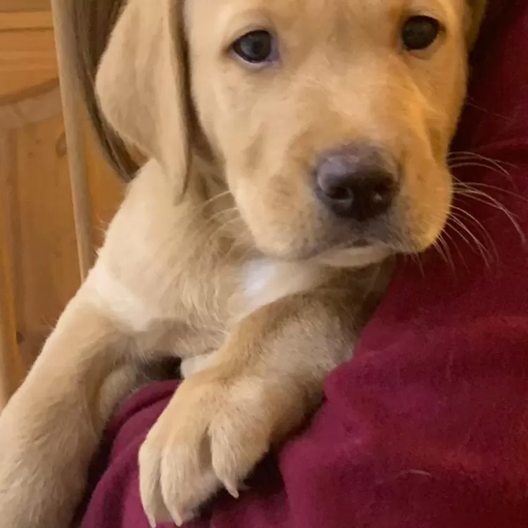 Labrador Puppy at Shillingridge