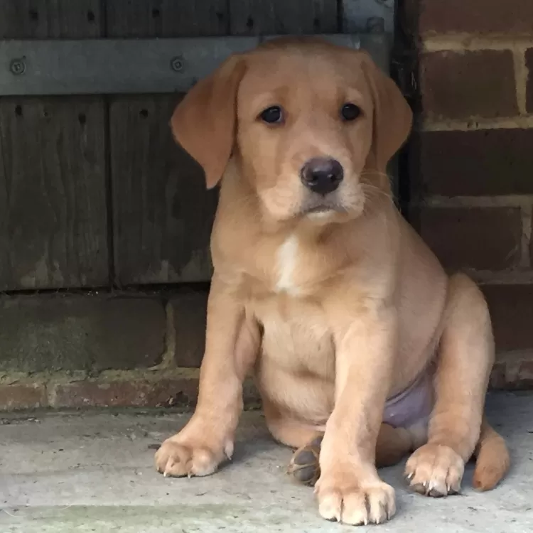 Labrador Puppy at Shillingridge