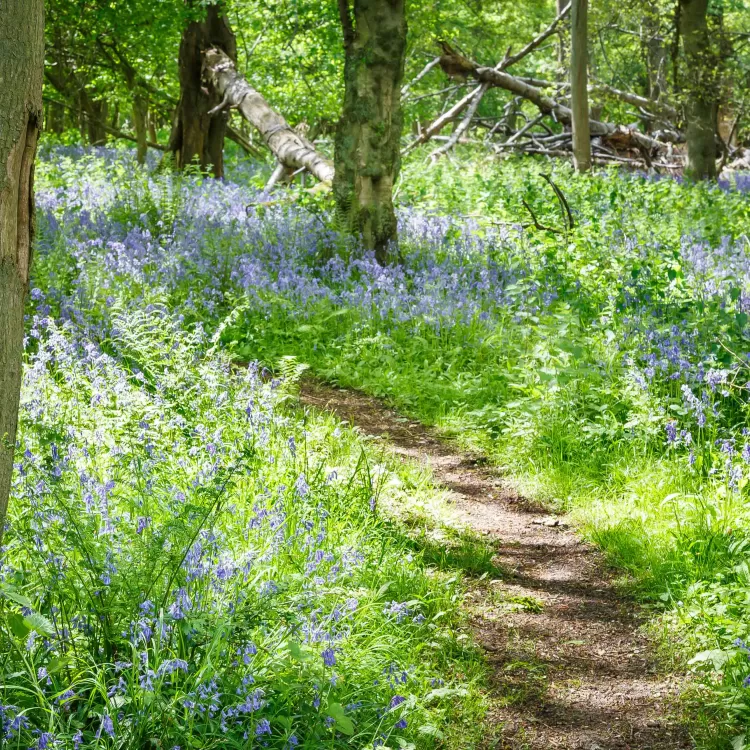 Bluebells in Woodland Play Park