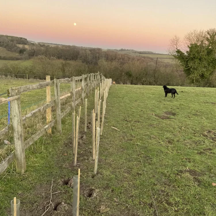 Planting new hedgerow at Shillingridge Glamping in Marlow