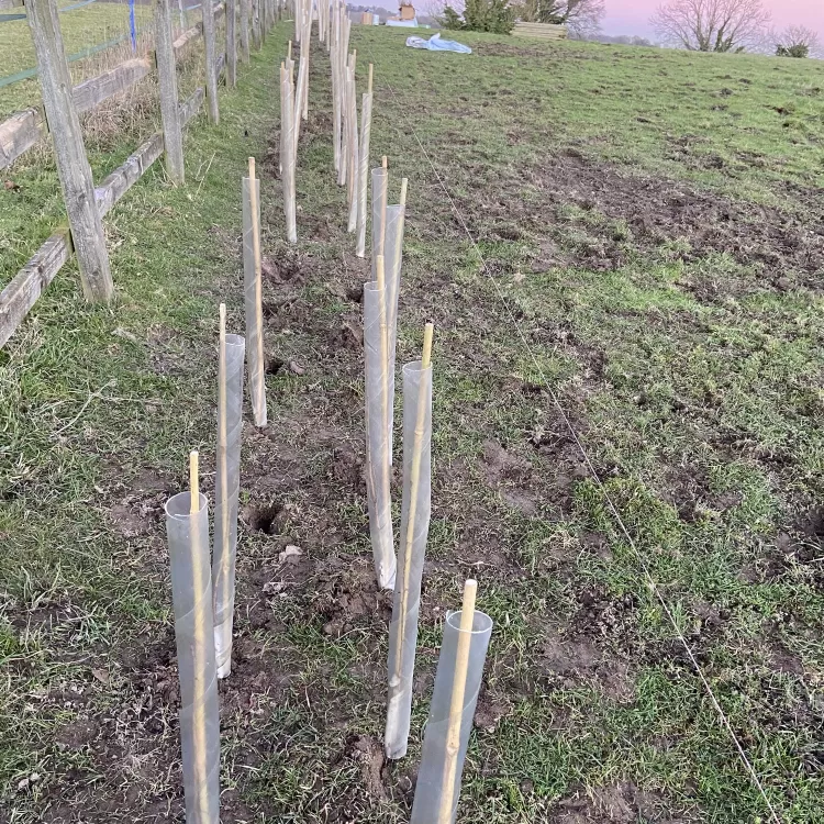 Planting new hedgerow at Shillingridge Glamping in Marlow