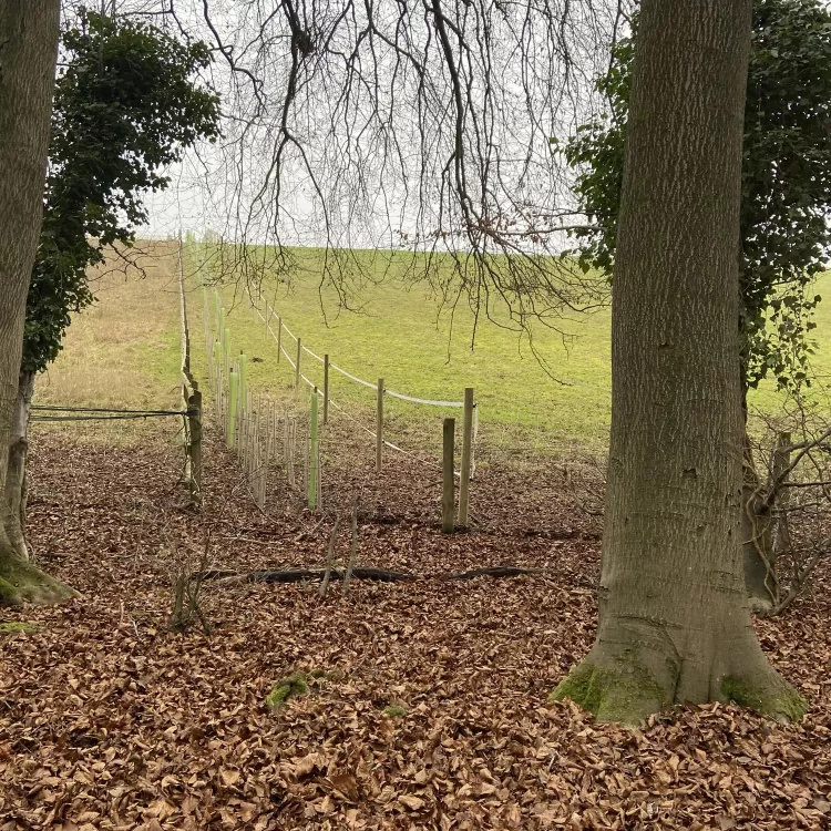 Planting new hedgerow at Shillingridge Glamping in Marlow